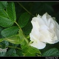 01 玫瑰 Rose - 9