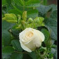 01 玫瑰 Rose - 10