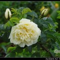 01 玫瑰 Rose - 11