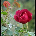 01 玫瑰 Rose - 12