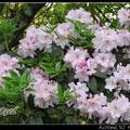 Rhododendron 北美杜鹃