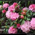 Rhododendron 北美杜鹃