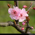 Plum 揚州梅花