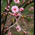 Prunus Mume 紅梅