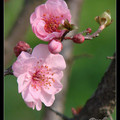 Prunus Mume 紅梅