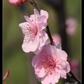 Prunus Mume 紅梅