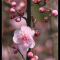 Prunus Mume 紅梅