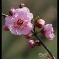 Prunus Mume 紅梅