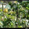 Rosa chinensis viridiflora 綠萼、綠野仙蹤