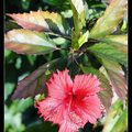 Hibiscus 朱槿(扶桑)