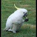 Sulphur-crested Cockatoo  葵花鳳頭鸚鵡