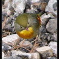 Red-billed Leiothrix  紅嘴相思鳥