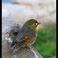 Red-billed Leiothrix  紅嘴相思鳥