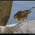 Red-billed Leiothrix  紅嘴相思鳥