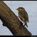 Red-billed Leiothrix  紅嘴相思鳥