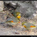 Red-billed Leiothrix  紅嘴相思鳥