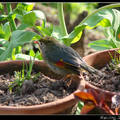 Red-billed Leiothrix 紅嘴相思鳥