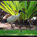 Black-headed Ibis 黑頭白鹮