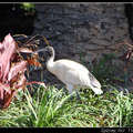 Sacred Ibis 埃及聖鷺