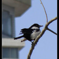 Common Magpie 喜鵲