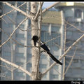 Common Magpie 喜鵲