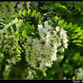 Black Locust 槐花