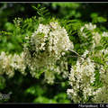 Black Locust 槐花