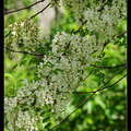 Black Locust 槐花