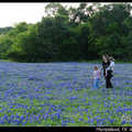 Bluebonnet field 藍帽花田