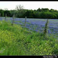 Bluebonnet field 藍帽花田
