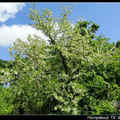 Black Locust 槐花樹