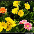 Daisy 非洲菊, 太陽花