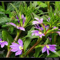 Fan Flower 紫扇花