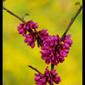 China Redbud 紫荊