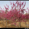 China Redbud 紫荊