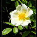 Texas Yellow Rose