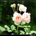 David Austin Roses - 1988
shell pink blooms, strong fragrance, tall, bushy.