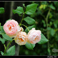 David Austin Roses - 1988
shell pink blooms, strong fragrance, tall, bushy.
無刺，可阡插