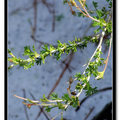 Sierra Blanca mountains 雪地植物