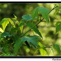 Acer pensylvanicum 條紋槭、麋楓
