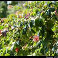 Chinese Loropetalum