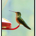 Hummingbird 蜂鳥 - 1