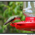 Hummingbird 蜂鳥 - 3