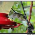 Hummingbird 蜂鳥 - 4