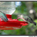 Hummingbird 蜂鳥 - 5