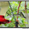 Hummingbird 蜂鳥 - 6
