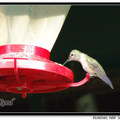 Hummingbird 蜂鳥 - 7