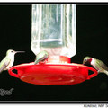 Hummingbird 蜂鳥 - 9