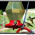 Hummingbird 蜂鳥 - 10