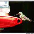 Hummingbird 蜂鳥 - 11